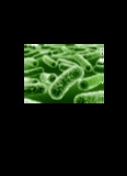 Laboratory Manual for General Microbiology